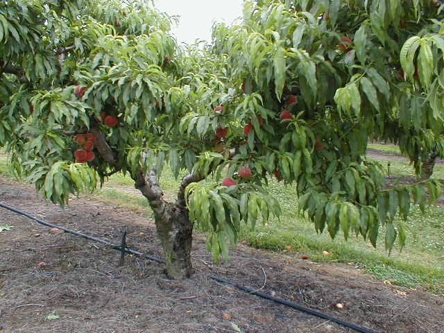 DacGel® 125g Sachet