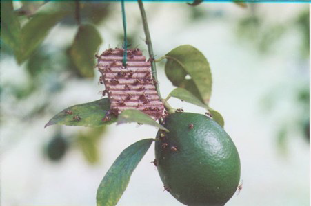 DACLURE® CL - 16 stations